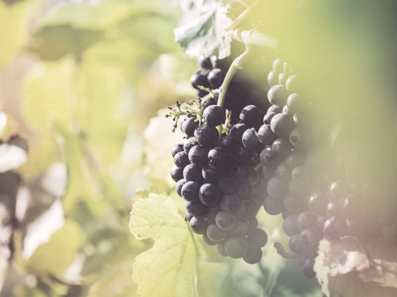 Linguini: Fantastic Restaurant WordPress Theme